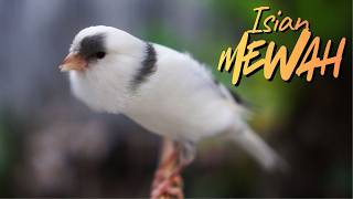 KENARI PANDA CENGKOK MEWAH JUARA - MASTERAN KENARI ISIAN BLACKTHROAT GACOR MERDU MUDAH MASUK