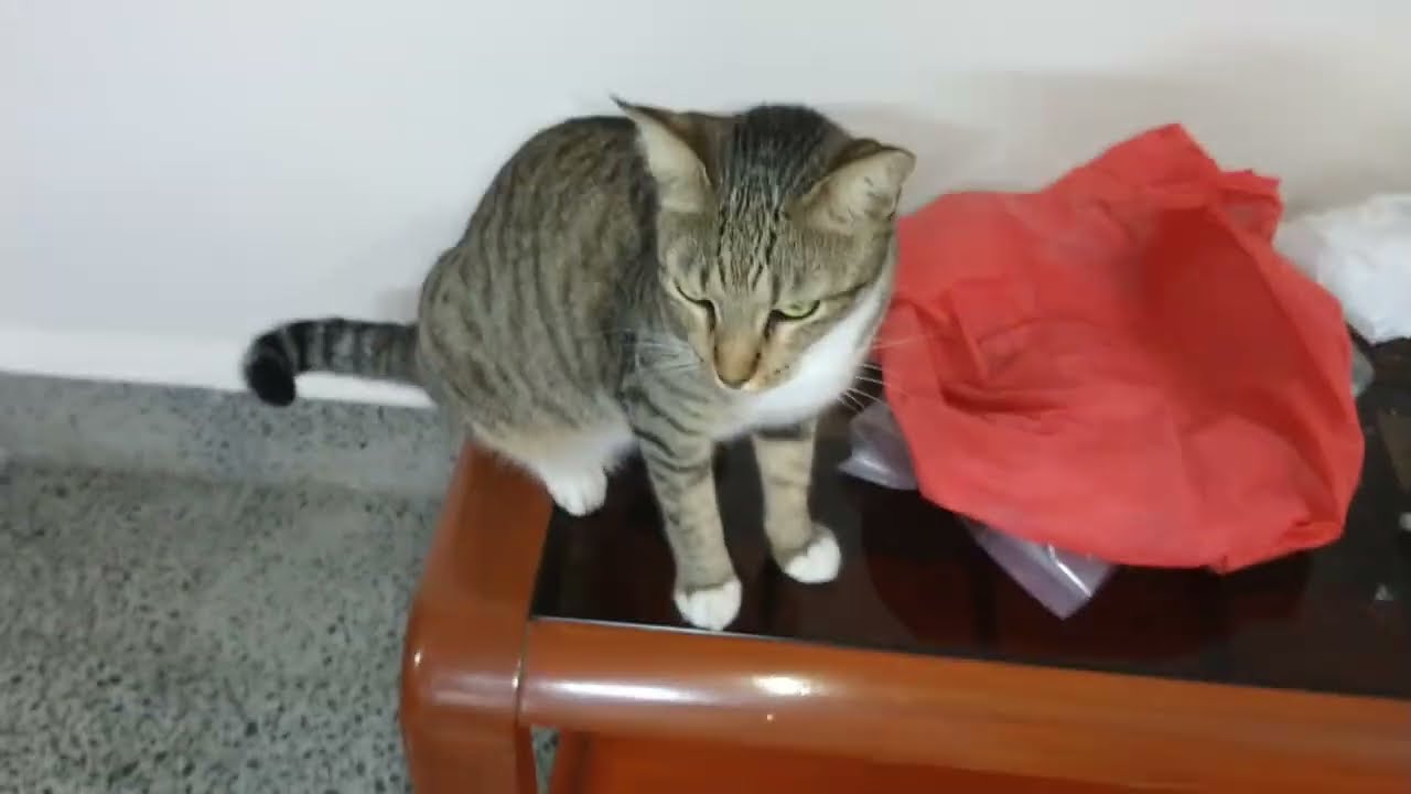 Toy Rat is in Showcase ll Toy Rat is placed in Showcase ll