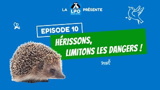 Colocataires Sauvages Épisode 10 - Saison 1 Hérissons, Limitons Les Dangers