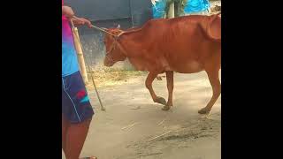 Cow Leg Locked (UPF) | Before &amp; After Surgery Recovery | Walking Again!