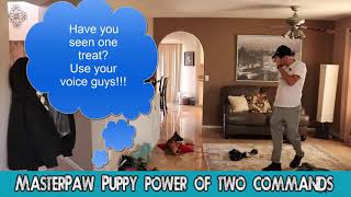 Malinois Apollo Puppy Training-Power Of Two Commands From Upcoming Pup Course Enjoy by MasterPaw 5,782 views 5 years ago 1 minute, 45 seconds