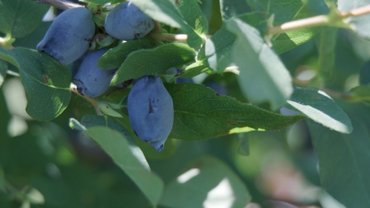 Honeyberries – A Promising Perennial
