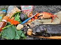 Foraging a Meal Fit for a King!! Eel, Kelp, Clams, Fish, Crab, Mussels, Wild Greens