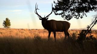 Bull elk raking ground and urinating This bull elk shows his dominance and masculinity by raking the ground with his antlers and urinating on his face and neck.