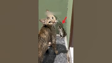 This Mouse Begged This Cat For Mercy But Instead It Did This! 😂