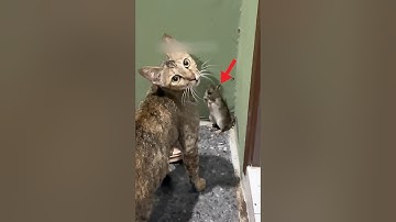 This Mouse Begged This Cat For Mercy But Instead It Did This! 😂