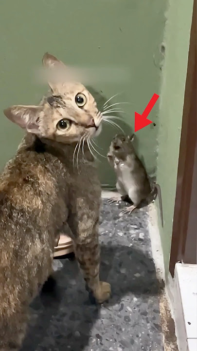 This Mouse Begged This Cat For Mercy But Instead It Did This! 😂
