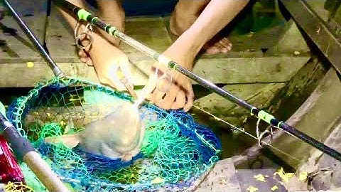 Săn Bầy Hugo Núp Sau Trụ cầu mỹ thuận 2||Trí Nguyễn 64Vlog #16