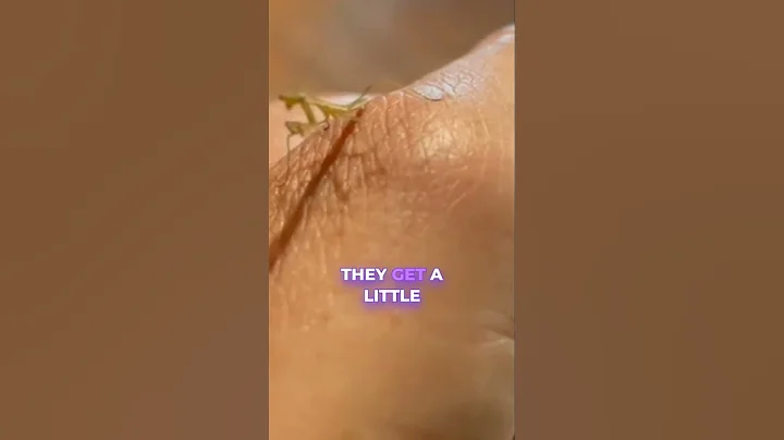 Watch These Praying Mantises Molt! #shorts