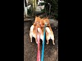ヌシとの遭遇 #Shorts