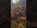 Kabini Tiger Family Reunion π