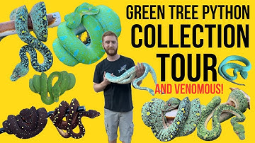 SUPER RARE Green Tree Python + EPIC Venomous Reptile Room Tour!!! | Amazing Arboreals| Alex Warren