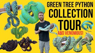 SUPER RARE Green Tree Python + EPIC Venomous Reptile Room Tour!!! | Amazing Arboreals| Alex Warren