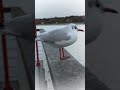 sea bird. 🕊