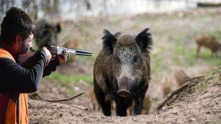 Chasse Au Sanglier 2021  , BEST  Wild Boar Hunting 2021 , caça de javali