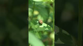 Jewel Bug twerks from perch on leaf