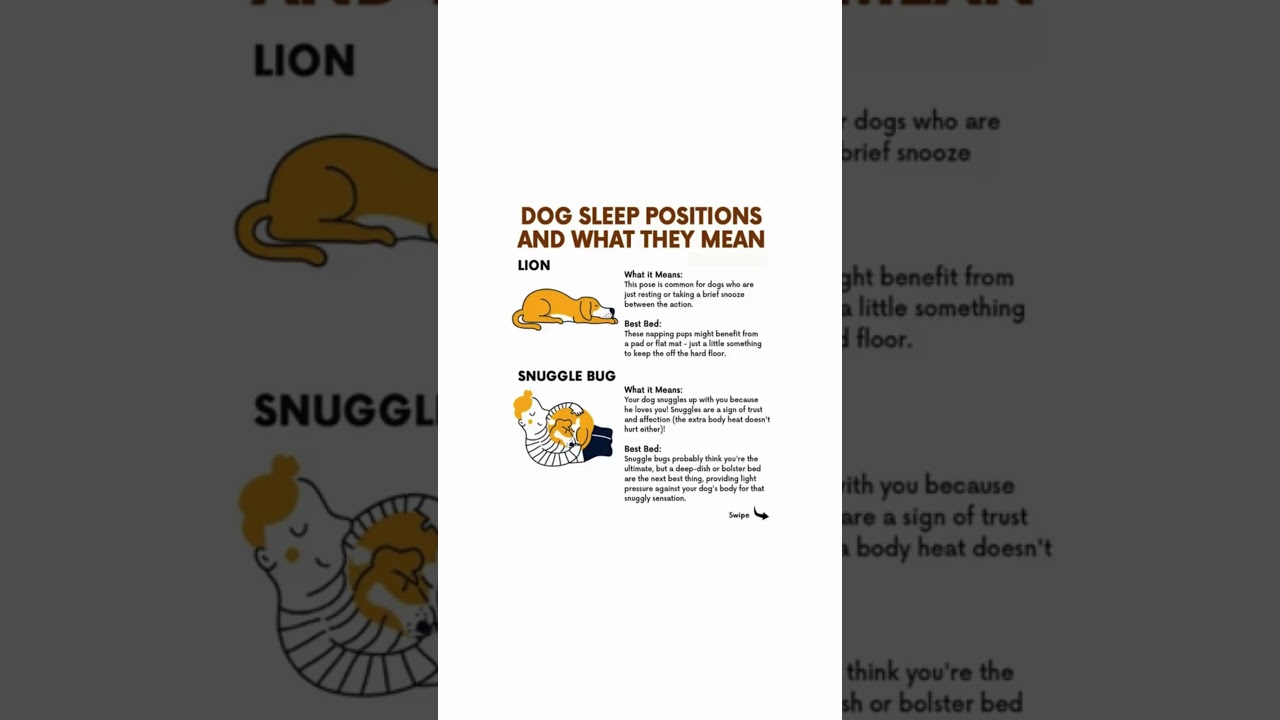 Dog Sleep Positions Decoded! 🐶💤 