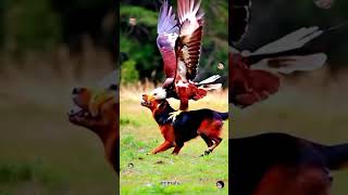 Wild Animals Eagle Vs Dog-16