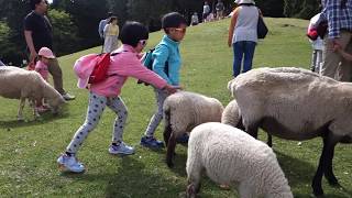 神戶六甲山牧場 六甲山野外競技園 神戶六甲山牧場 六甲山野外競技園
