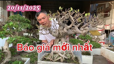 Báo giá cây cảnh 20/11/2025 * Kiển chi 0372.755.474 @haubonsai2942 