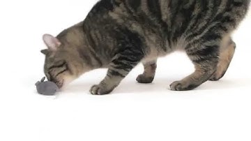 HEXBUG Mouse Robotic Cat Toy