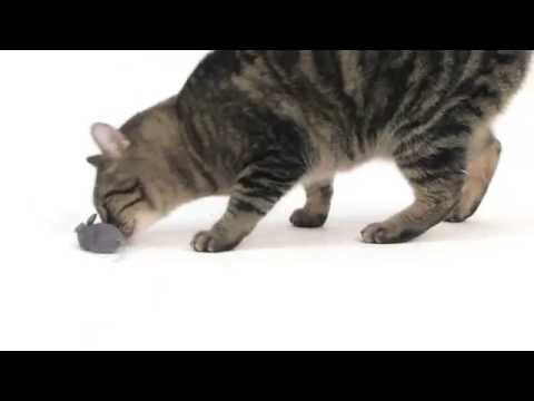 HEXBUG Mouse Robotic
