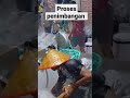 proses pengiriman ikan konsumsi