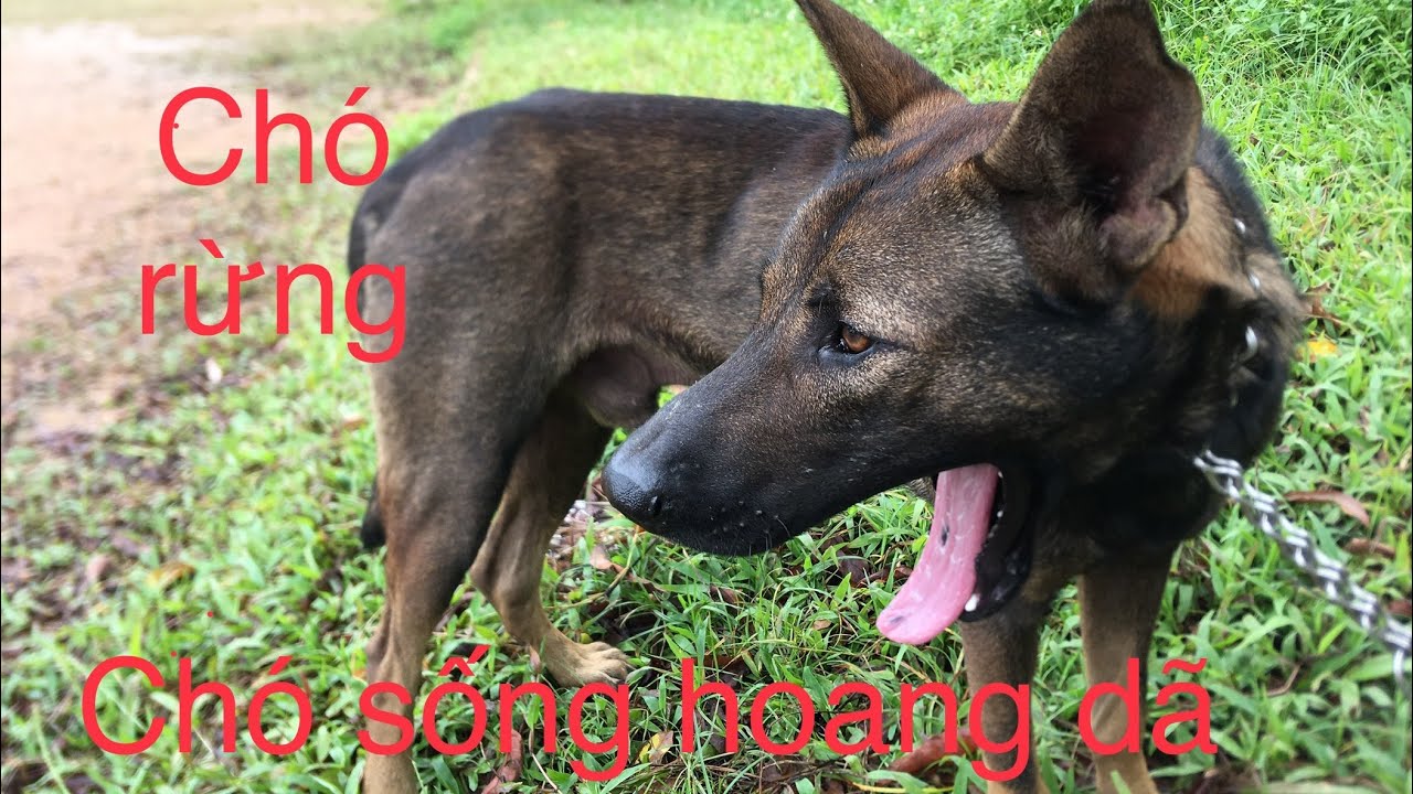 CON CHÓ RỪNG ĐẸP NHẤT CHO TỚI THỜI ĐIỂM BÂY GIỜ Ở VÙNG QUÊ THÁNH GIÓNG ...