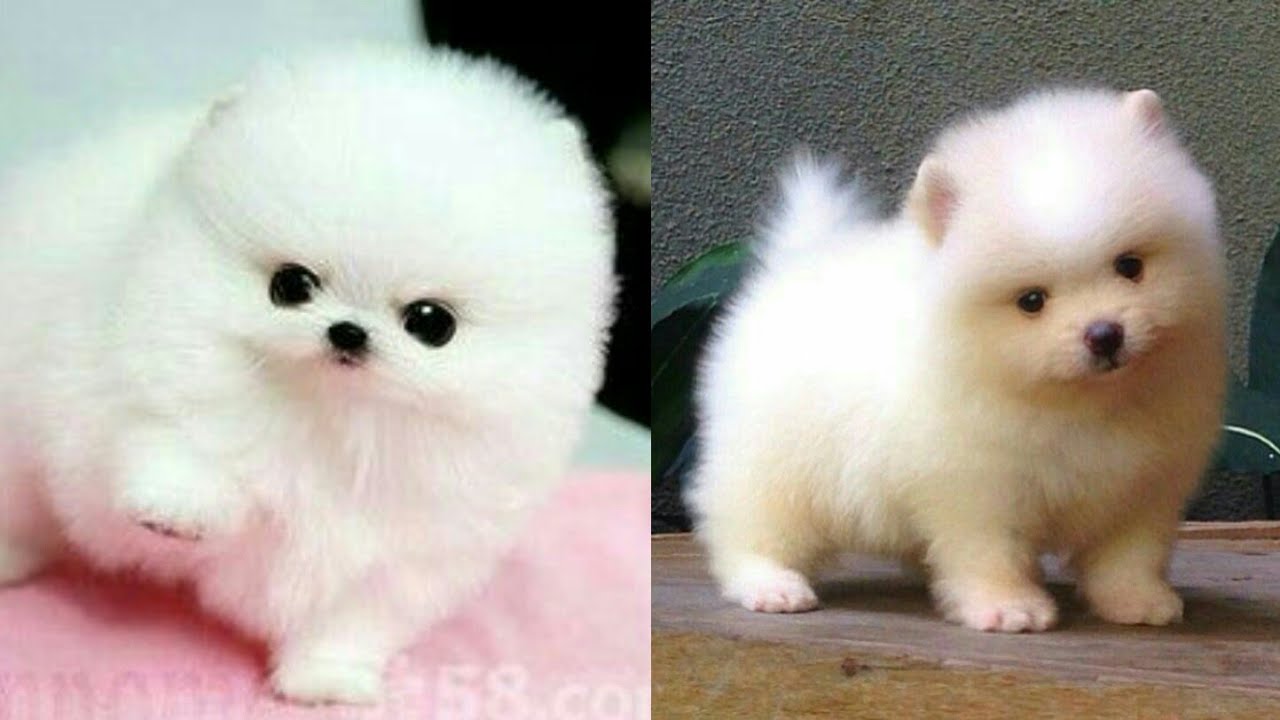 Puppy Dp|#Cute Baby Dogs| Cute#White Puppies| Cute Puppy Dogs ...