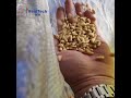 M64 White Bean Color Sorting