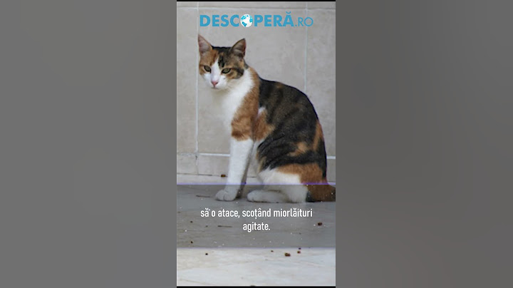 Sigur nu știai asta despre pisici! #descopera #youtubeshorts #shorts