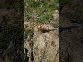 Пришла весна, бабочки прилетели! Spring has come, the butterflies have arrived!