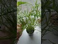 #циперус #flower #plants #лето #цветы#цветущийсад