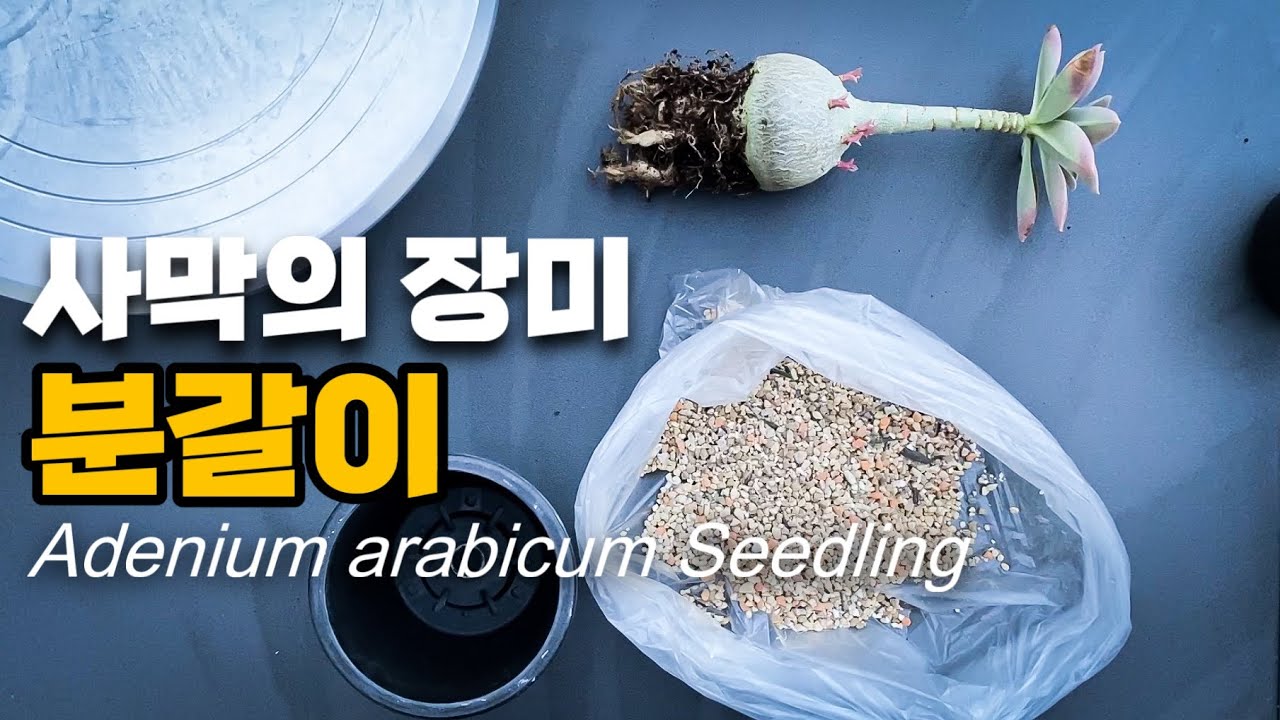 씨앗에서 키운 석화 분갈이 아데니움 아라비쿰 / Desert Rose Adenium arabicum REPOTTING / 사막의 장미 / 흙 배합 뿌리 정리 비료