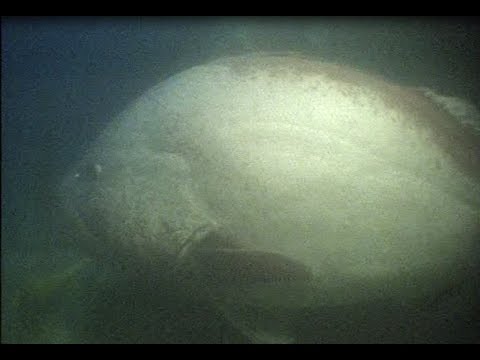 Divers have scary jobs... giant grouper encounter