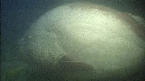Divers have scary jobs... giant grouper encounter