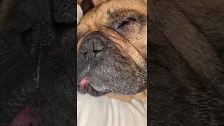 SNORING DOG