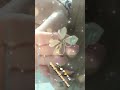 👀  ¿QUÉ HARÁ? + PREGUNTAS SÍ O NO AL PÉNDULO  -  TAROT INTERACTIVO SHORT 🔮