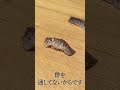 鈴政のイワシ酢〆二種③ #shorts #本日の大喜利会場 #答え合わせ回