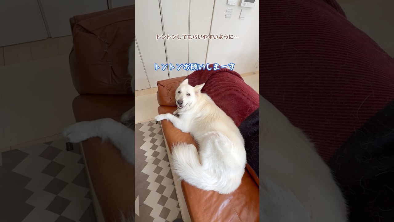 ソファーはママの場所を空けて座る大型犬【ホワイトシェパード】　#shorts