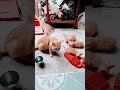 mèo mẹ và đàn mèo con lông vàng #nongthon #giadin#cat#animal#meo#thucung#vatnuoi#nongthon