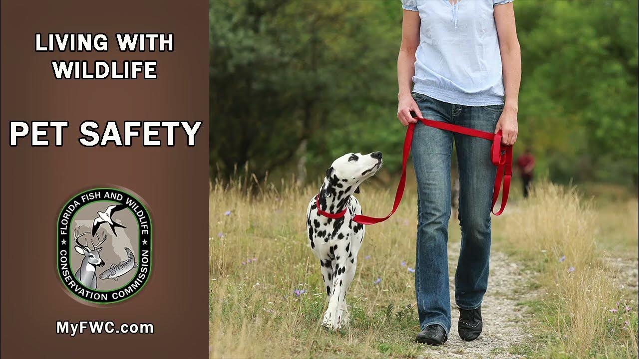 Поводок для собак. Поводок гуляй с ним. Джек рассел на поводоводке. Выгул детей на поводке. Поводок гуляй с ним.