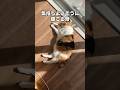 「けわれのわれめ」猫あるある|フルはApple Musicほか音楽アプリへ