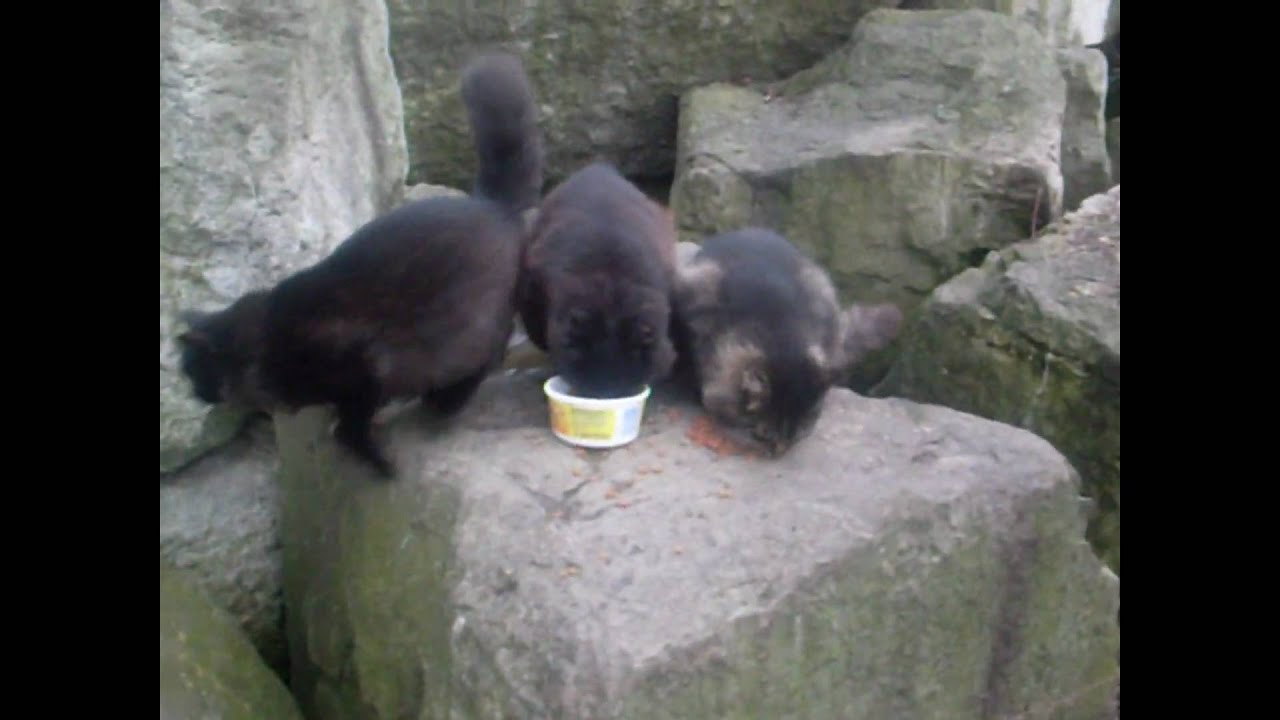 free download feeding stray cats free download feeding stray cats