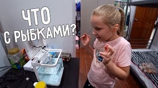 ЧТО СТАЛО С РЫБКАМИ 🐠 И ЧЕРЕПАХОЙ? 🐢 НОВЫЙ ДОМИК ДЛЯ ПИТОМЦЕВ 😍