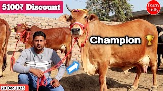 5100 की छुट और आधी कीमत में 7 साहीवाल गिर राठी गाय ? Full Discount Deal ✅ Cow Videos Farm Talk Desi