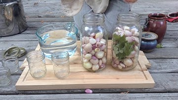 Pickling Onions The Probiotic Way: Fermented Onions Recipe Part 2