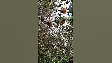 سورة ال عمران مدنية آية ١٠٢