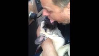 Pug Puppy dog licks man's mouth clean