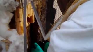 Bee Removal | Essential Pest Control